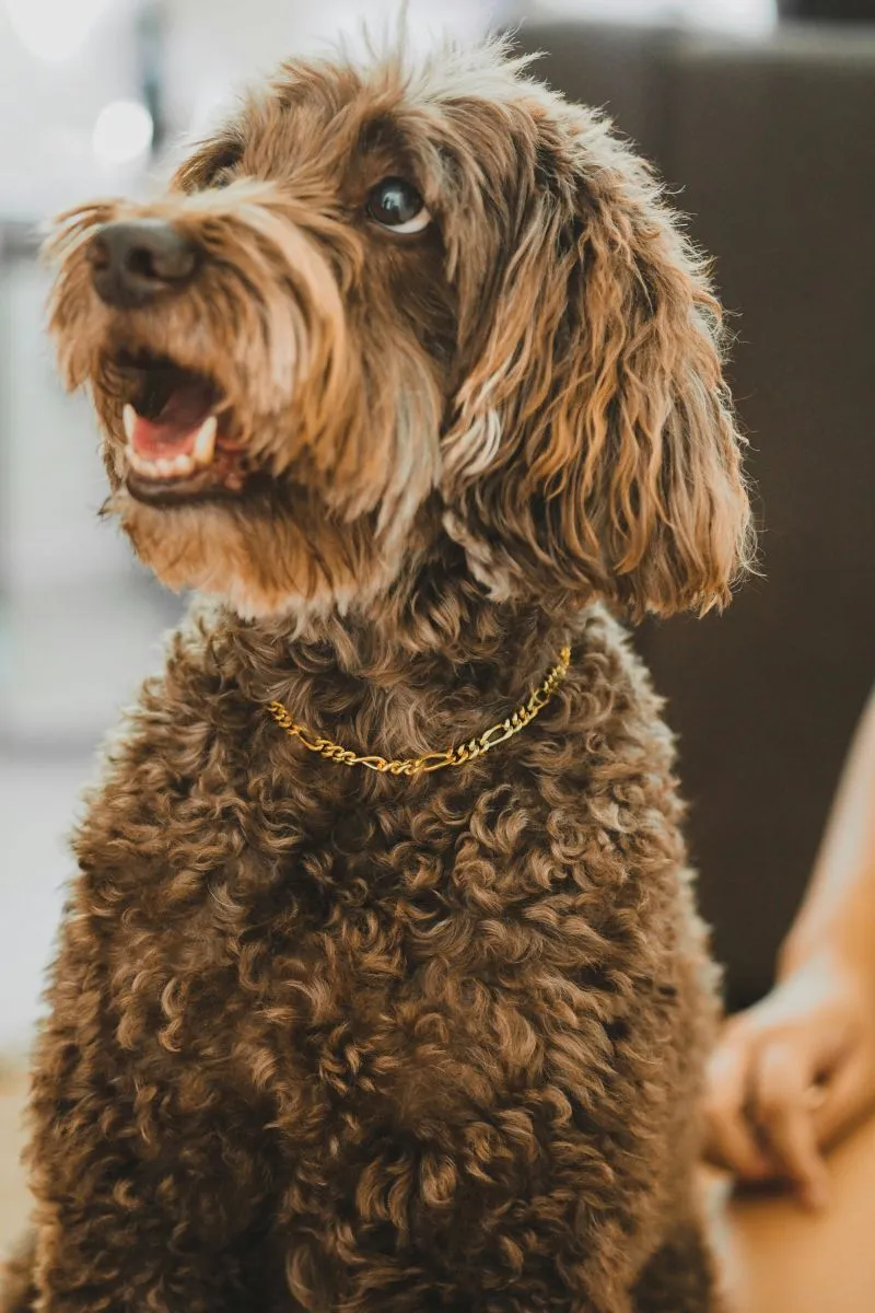 Ciekawostki o Goldendoodle