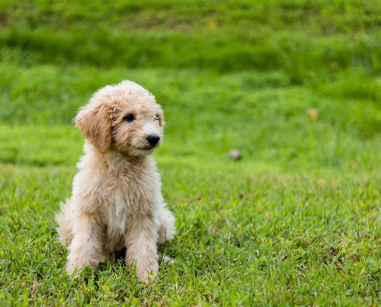 Ciekawostki o Goldendoodle