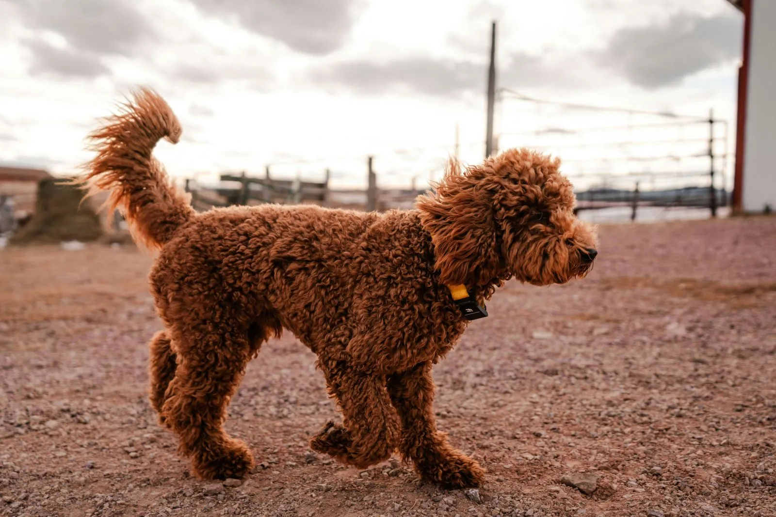 Ciekawostki o Goldendoodle
