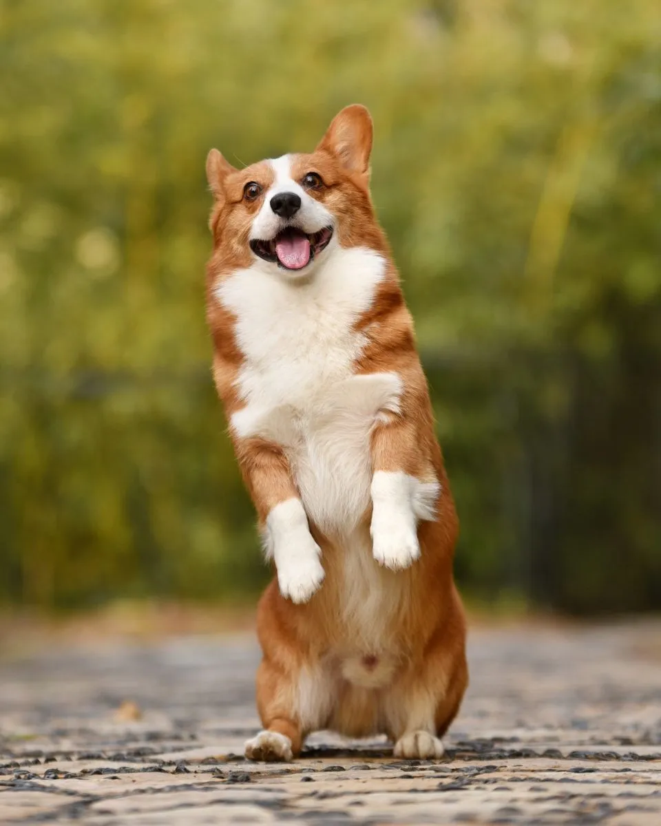 Welsh Corgi Pembroke