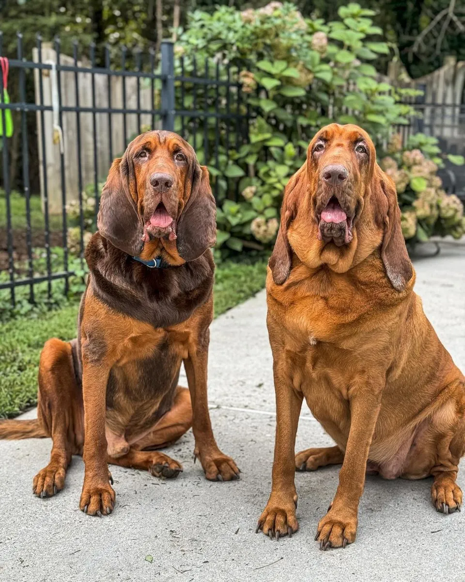 Bloodhound