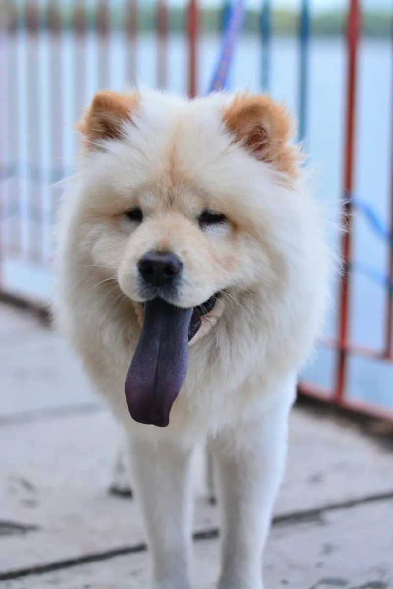 Pies rasy Chow Chow