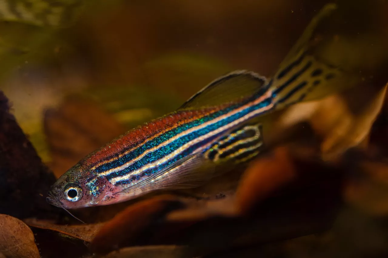 Danio pręgowany