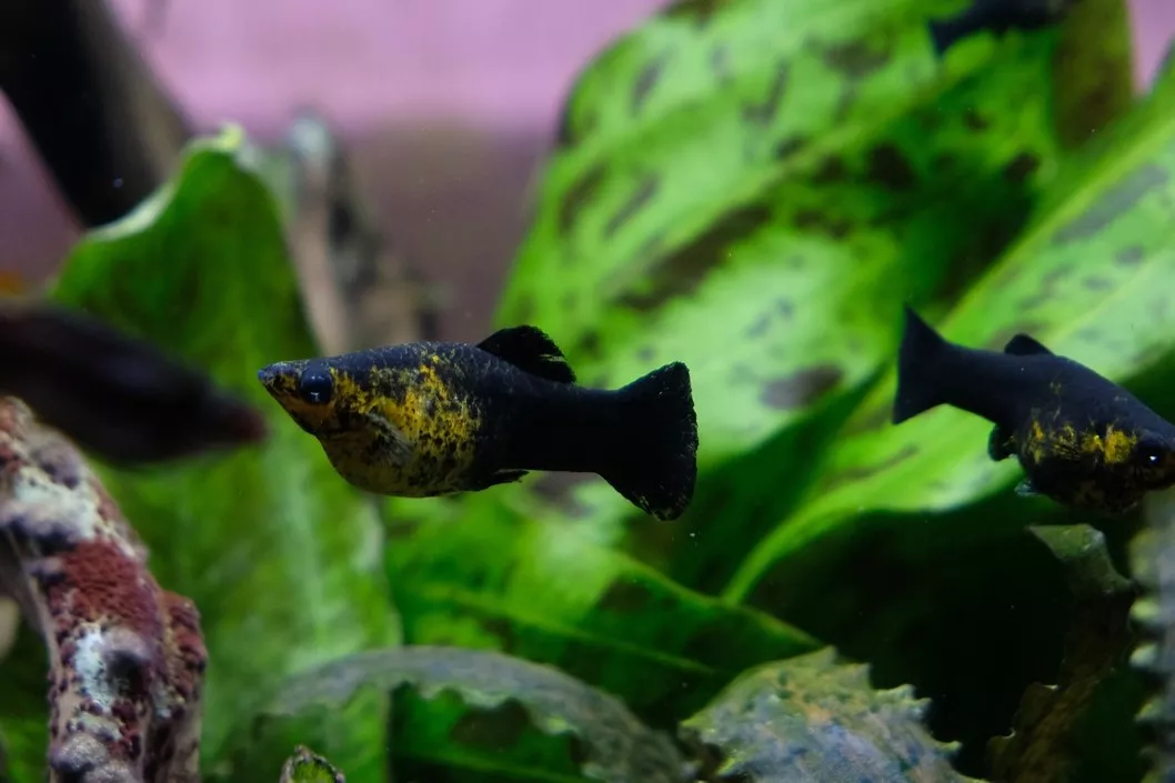 Black Molly