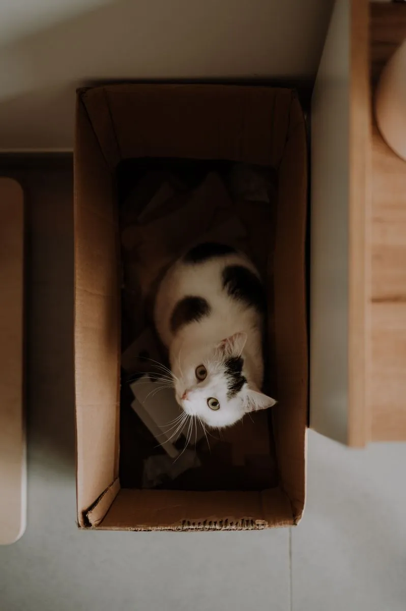 Dlaczego koty lubią pudełka