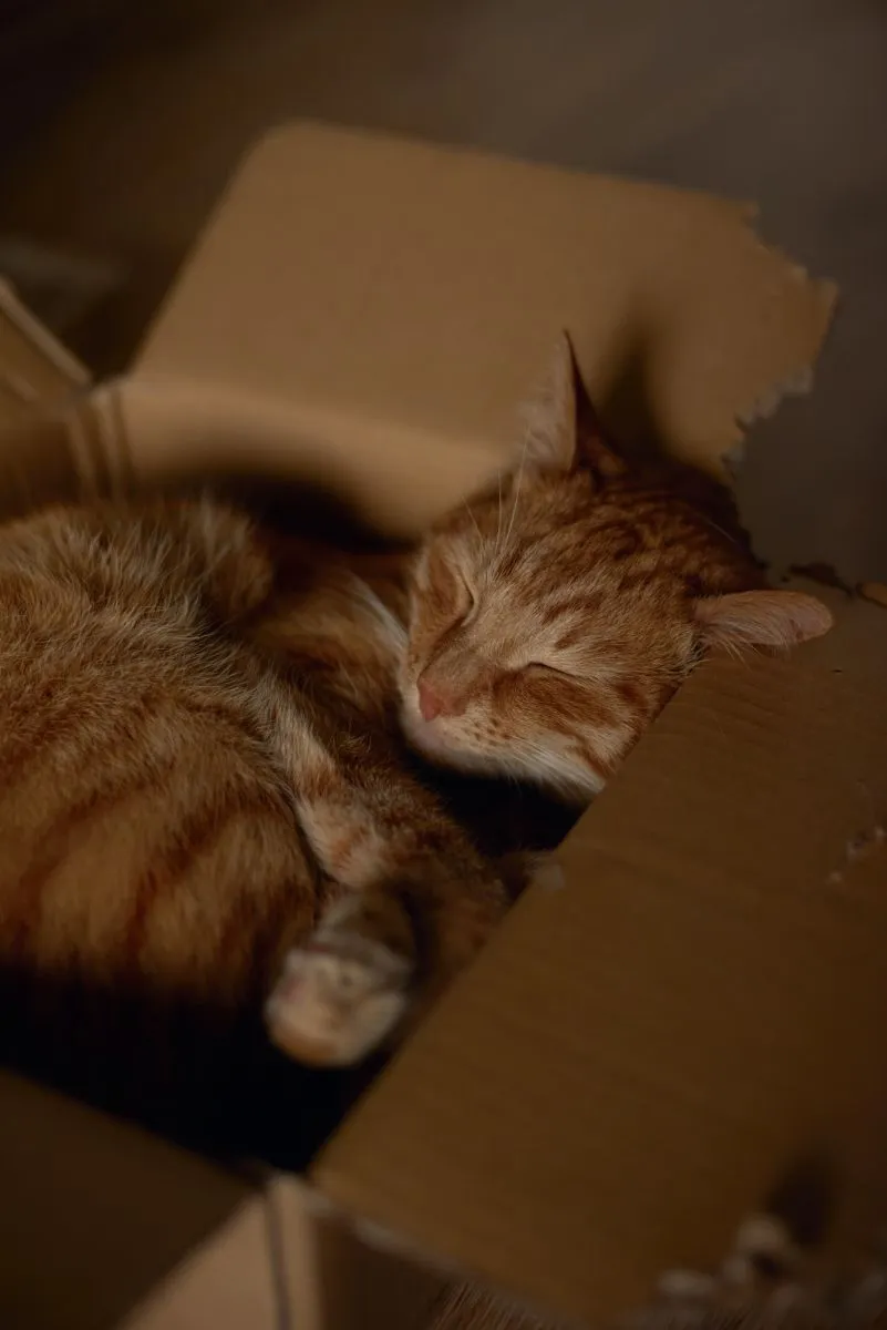 Dlaczego koty śpią w pudełkach