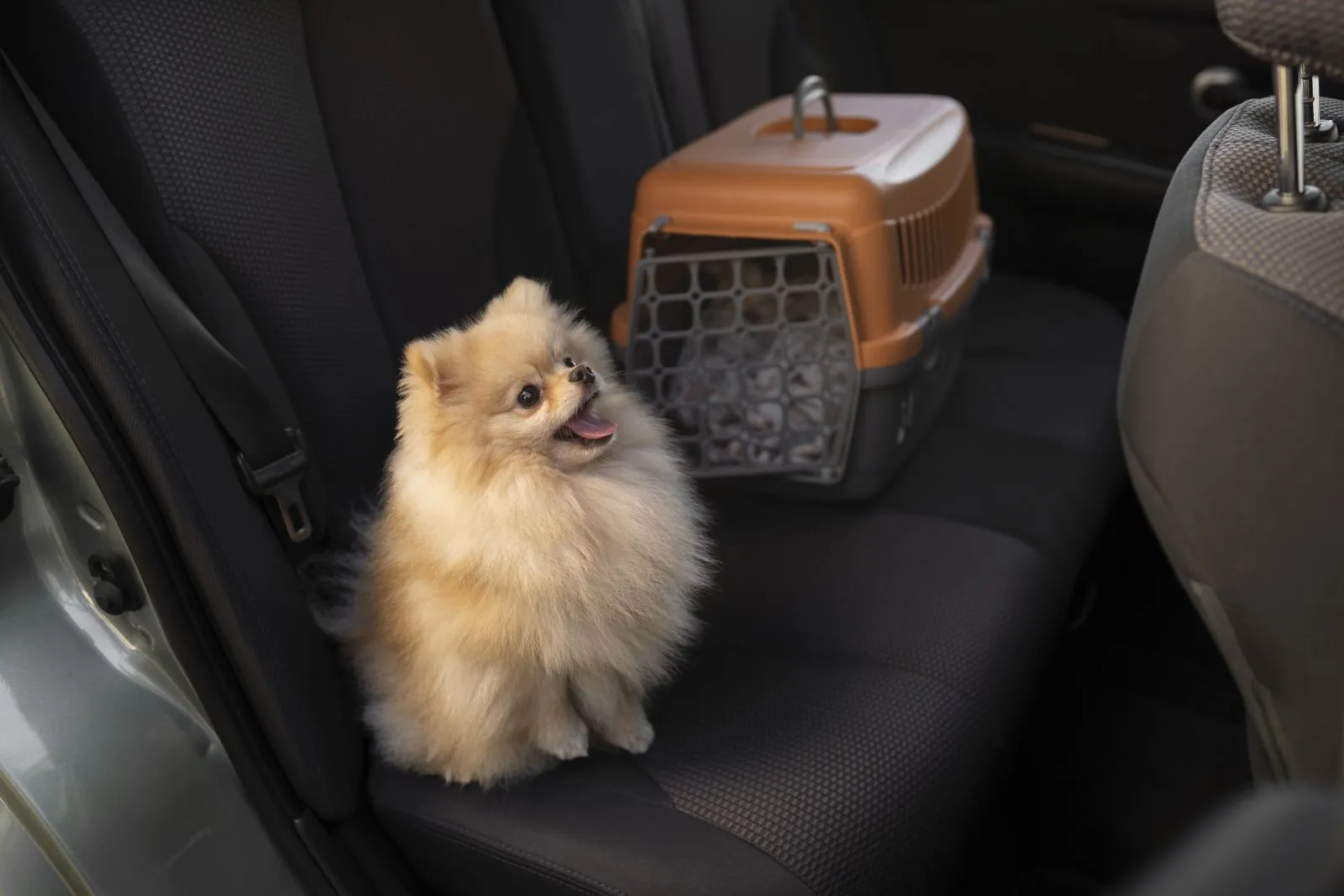 Podróż z psem samochodem
