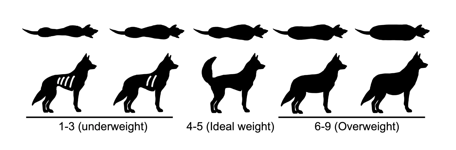 Body Condition Score – BCS