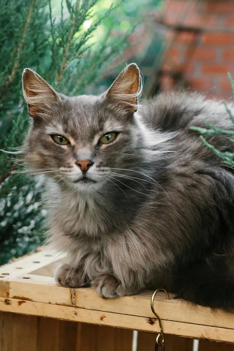 Maine Coon