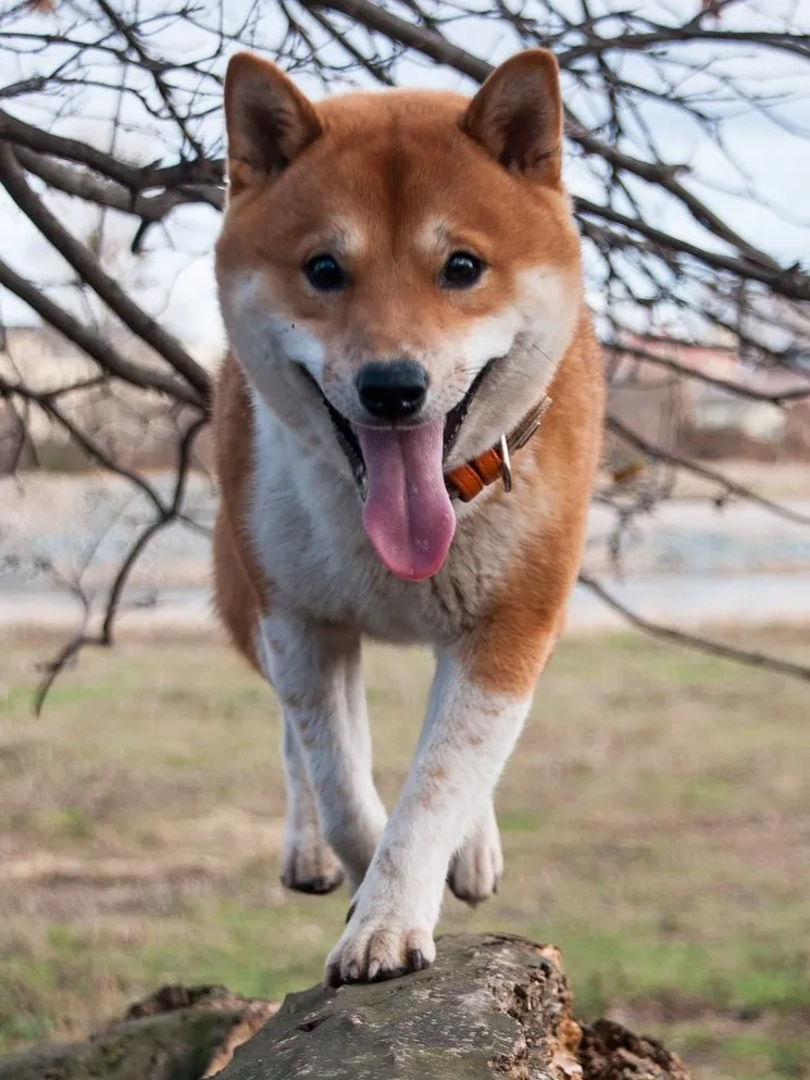 Shiba Inu