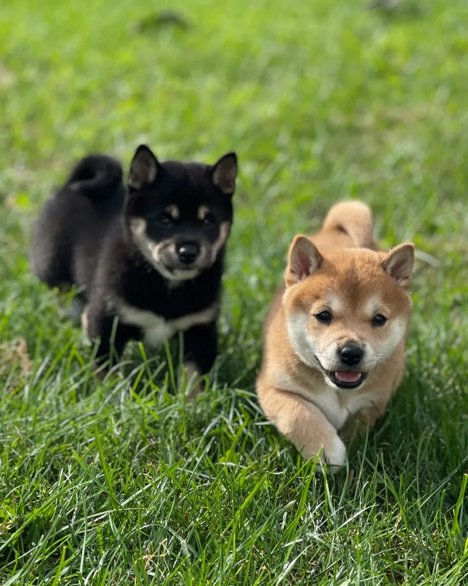 Szczeniaki Shiba Inu