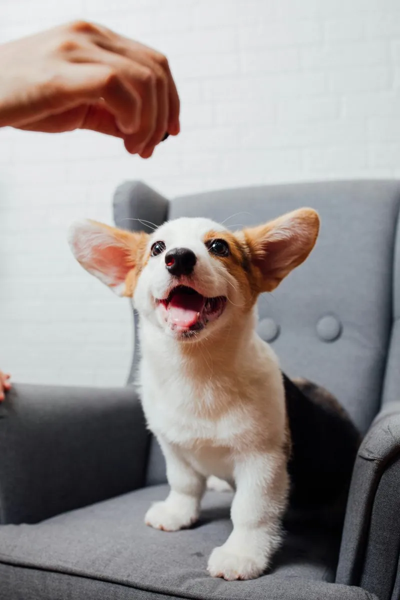 Welsh Corgi Pembroke