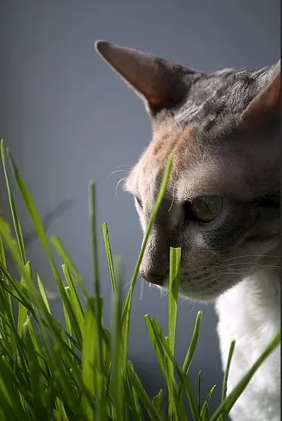 Cornish Rex