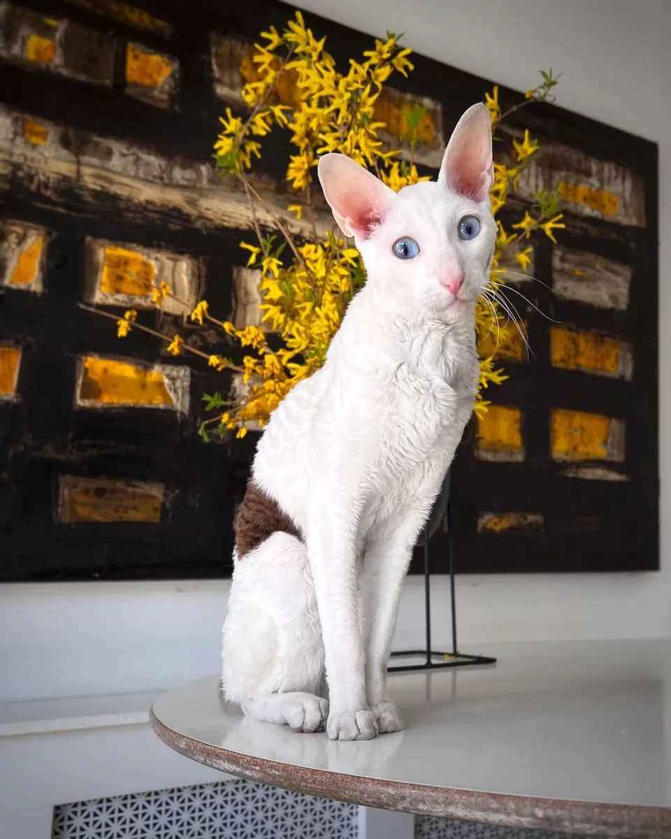 Cornish Rex