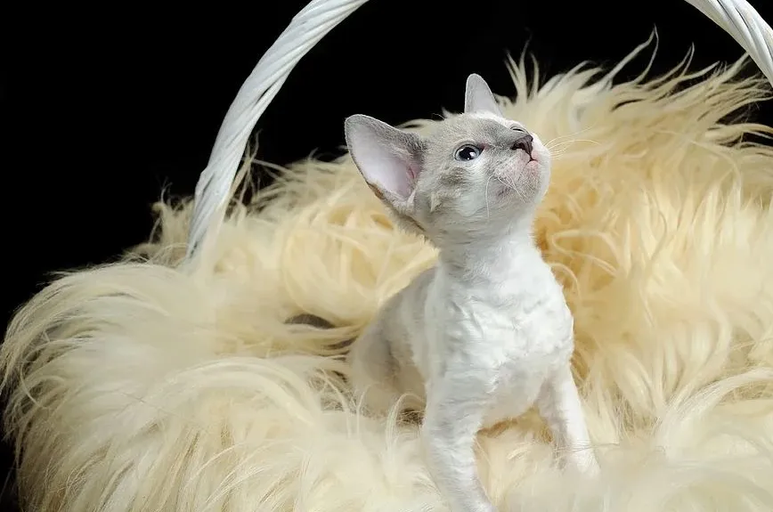 Kociak Cornish Rex