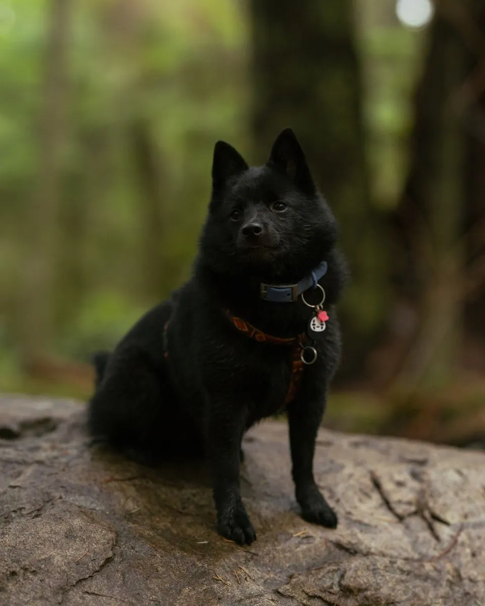 Schipperke
