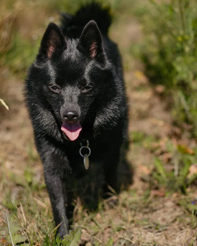 Schipperke