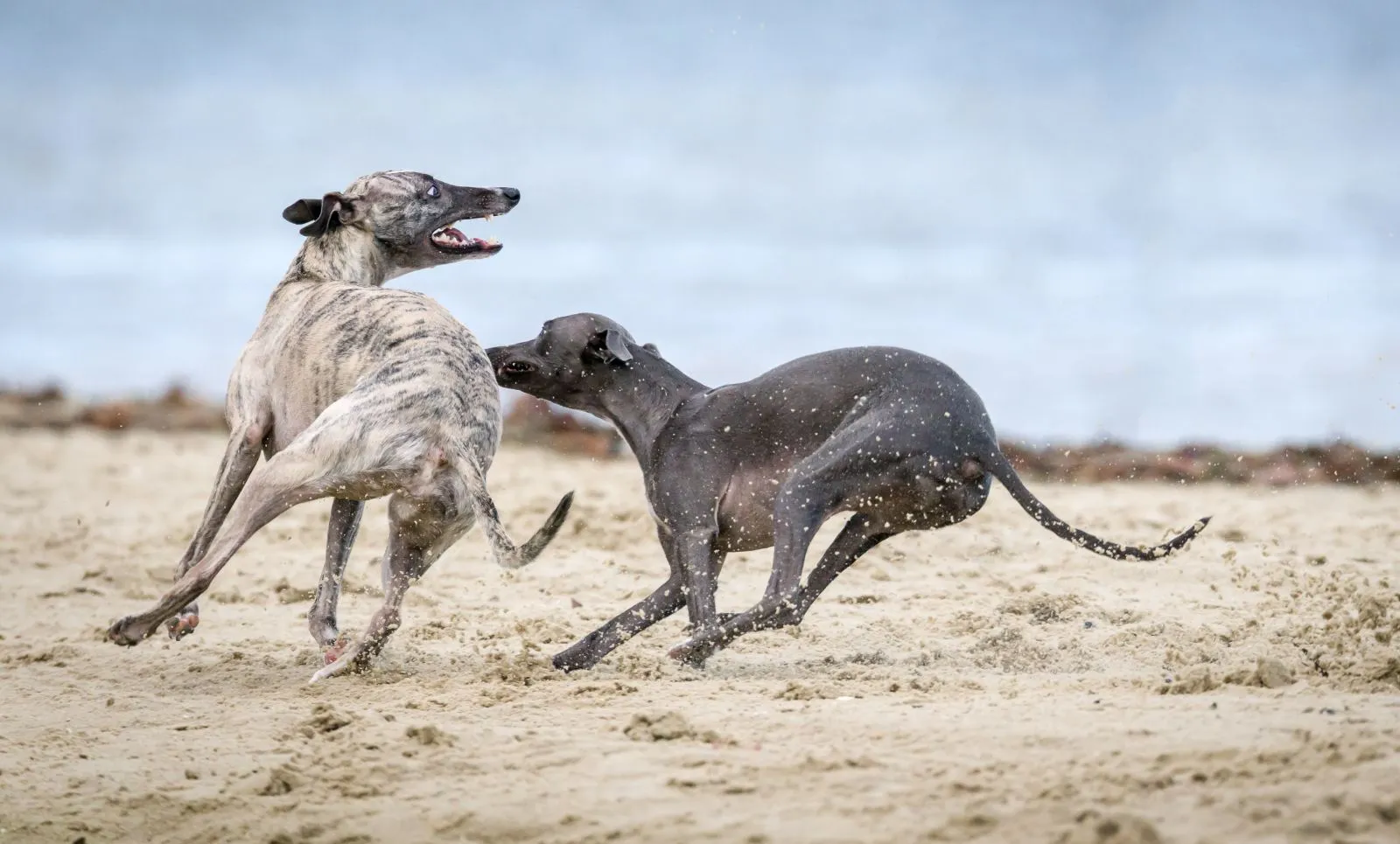 Chart Angielski Whippet 