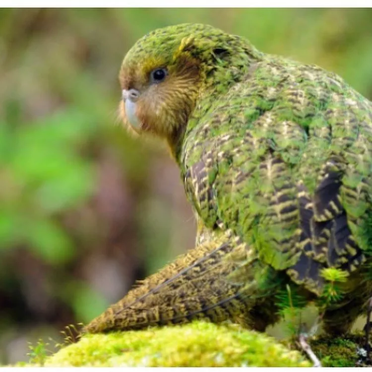 Papuga kakapo