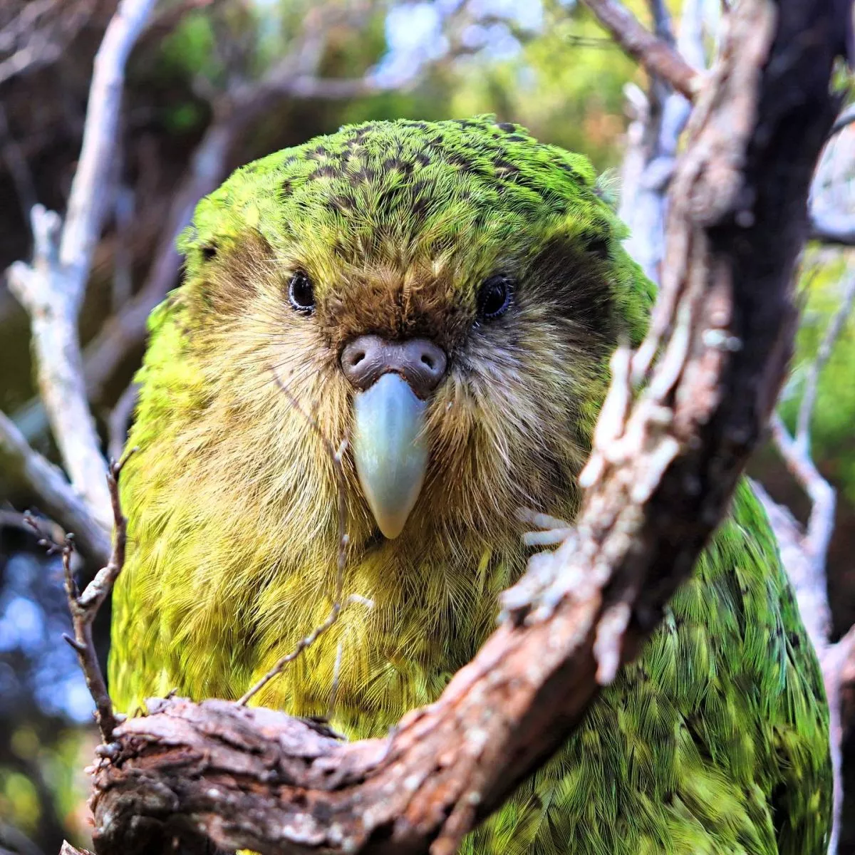 Papuga Kakapo