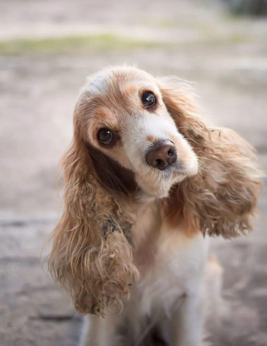 Cocker Spaniel Amerykański 