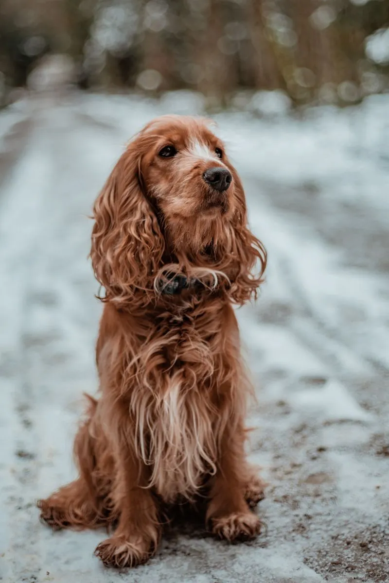 Cocker Spaniel Amerykański 