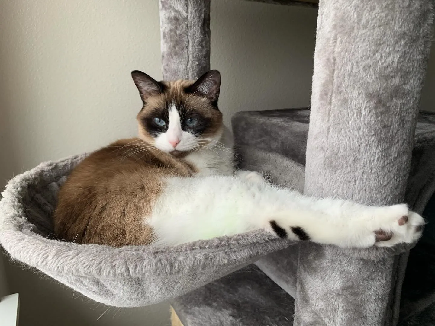 Kot Snowshoe