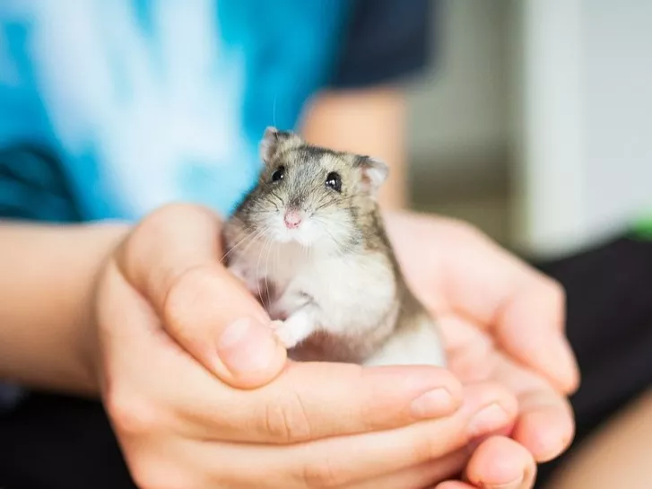 Chomik