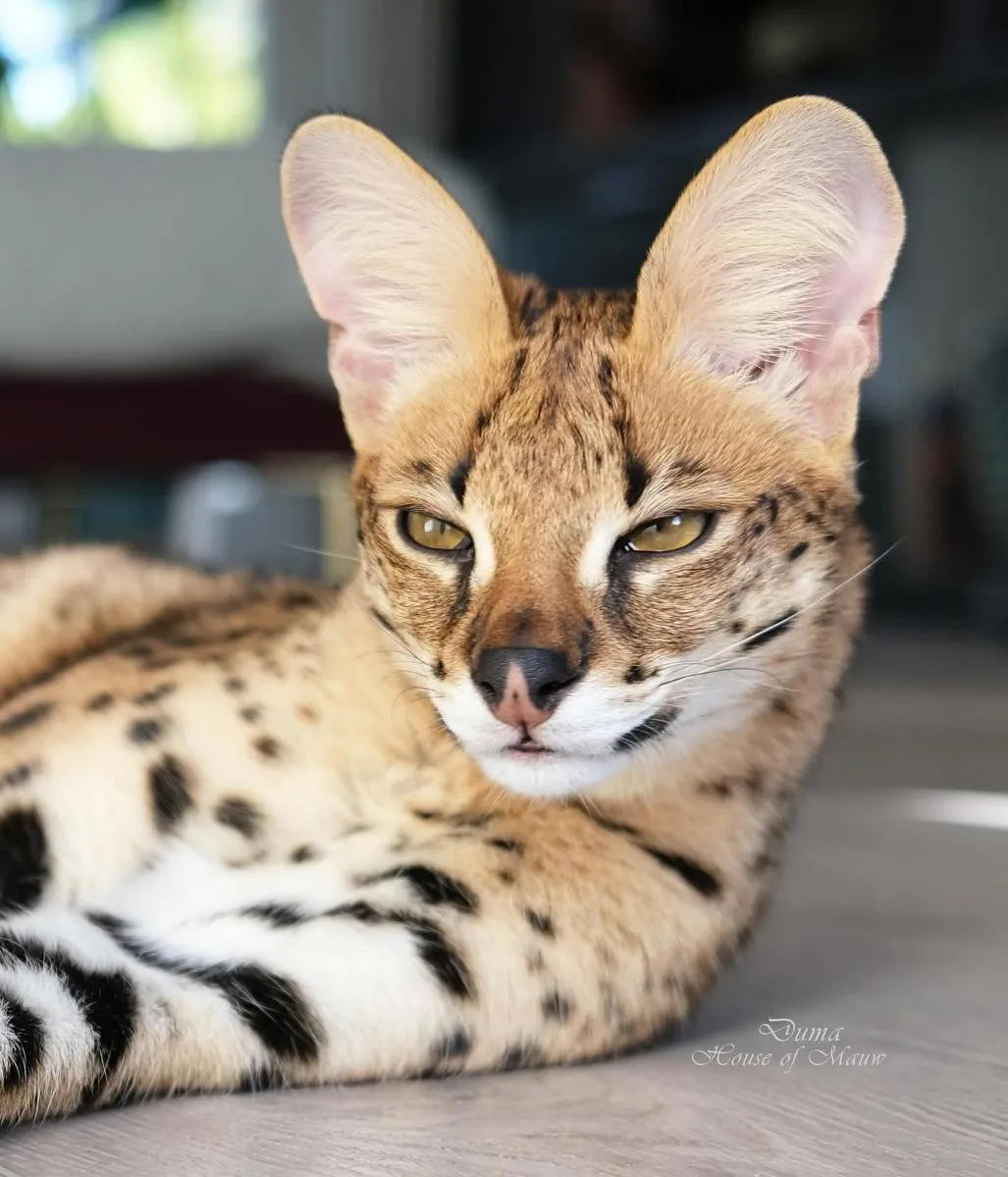 Savannah