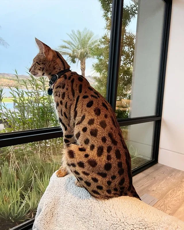 Savannah