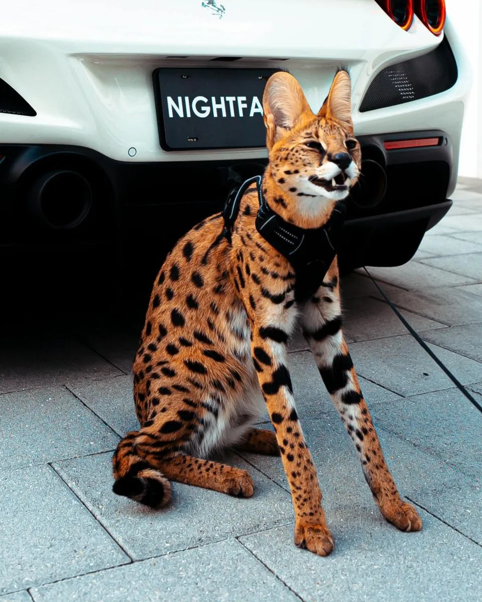 Savannah