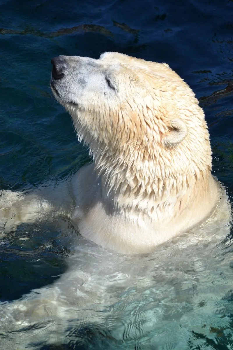 Niedźwiedź polarny