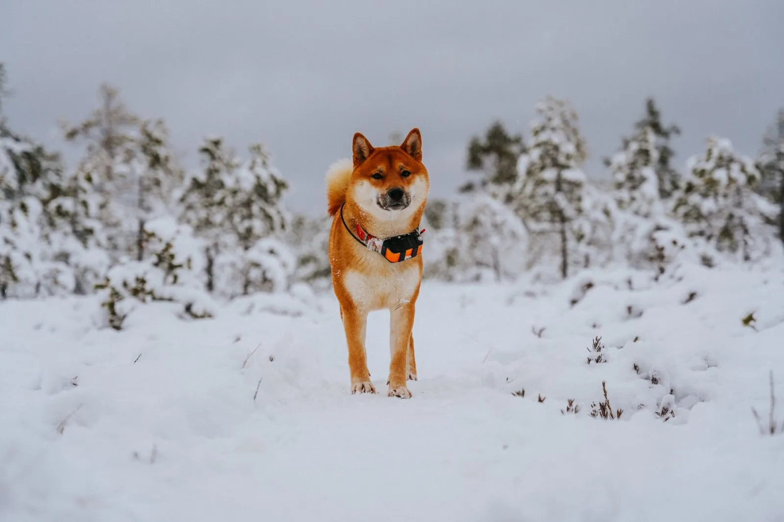 Akita Inu