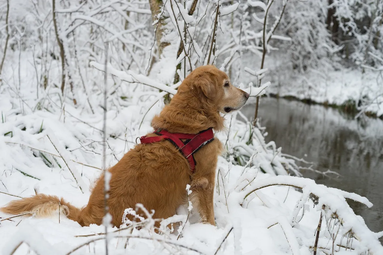 Golden retriever