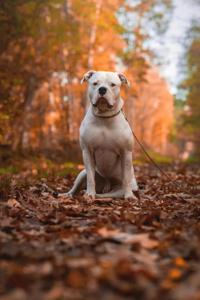 American PitBull Terrier
