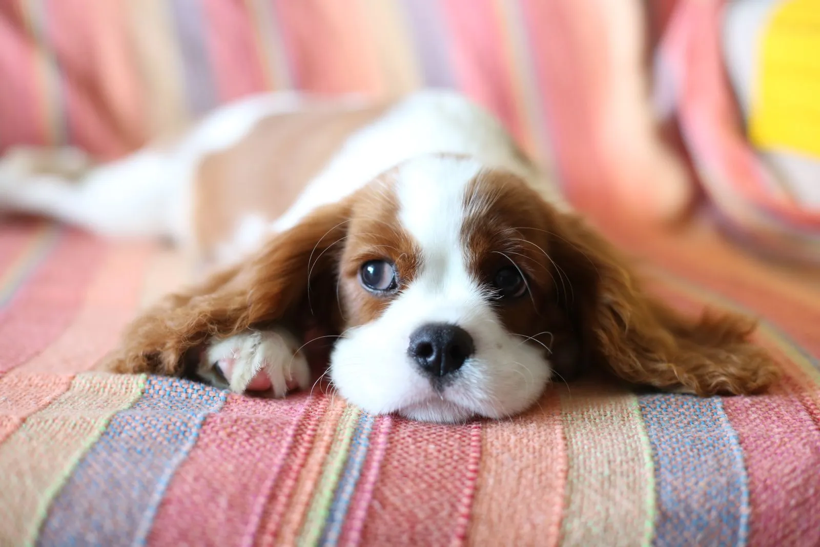 Szczeniak Cavalier King Charles Spaniel