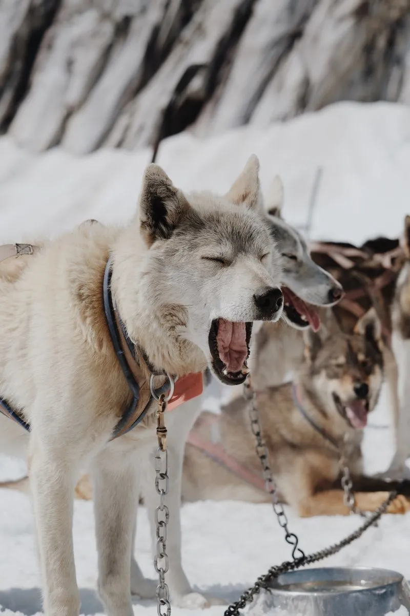 Biały Husky syberyjski
