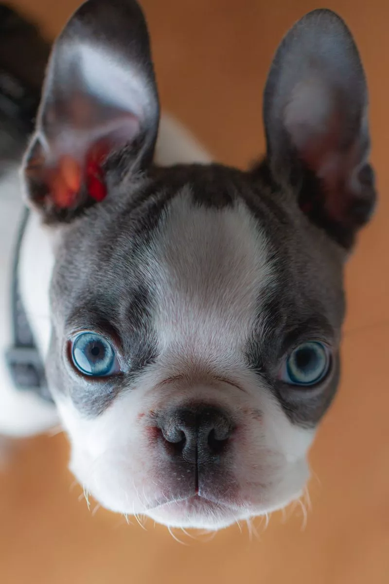 Szczeniak Buldog Francuski