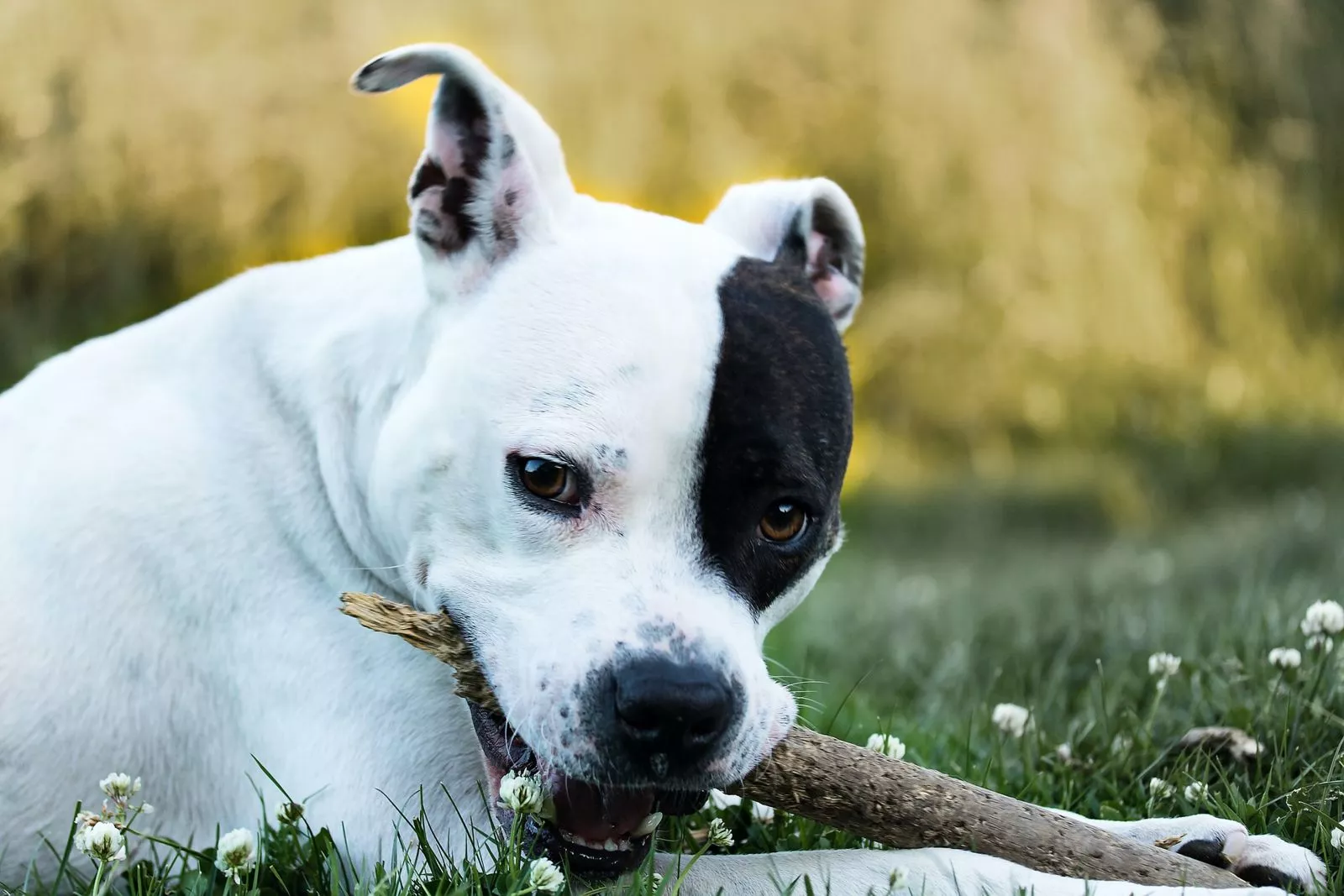 Szczeniak Amstaff