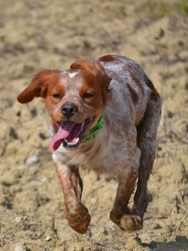 Spaniel bretoński