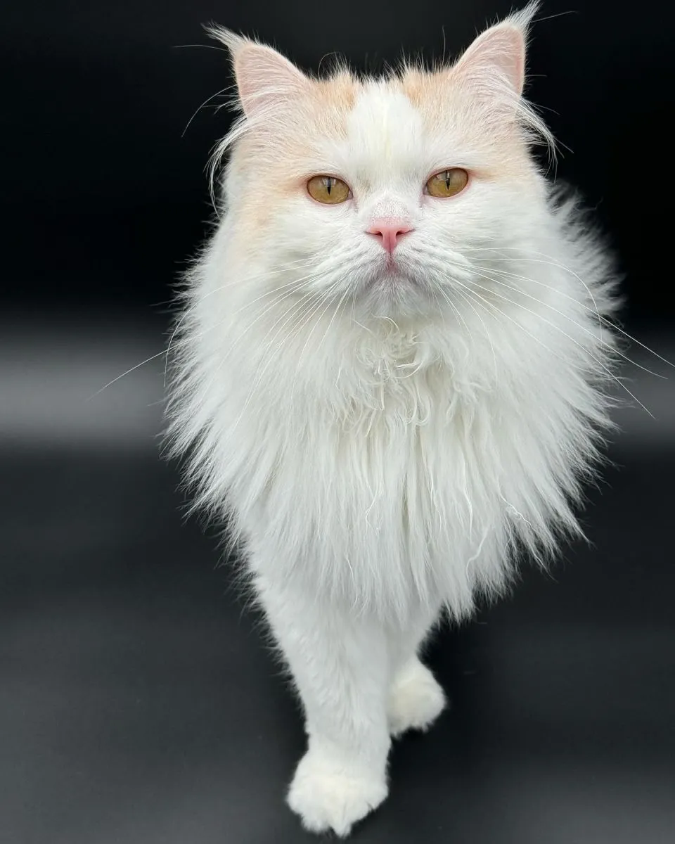 Ragamuffin