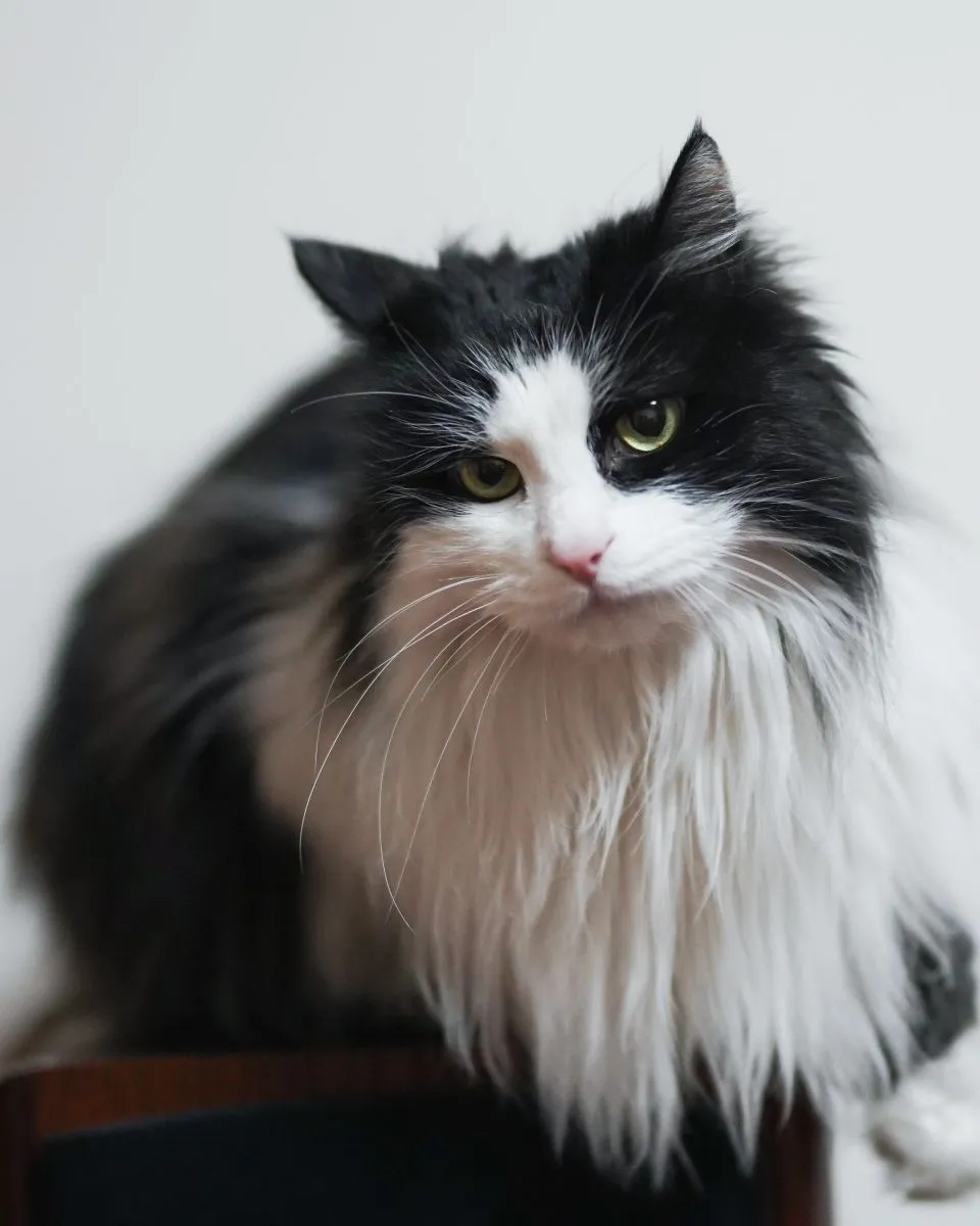Ragamuffin