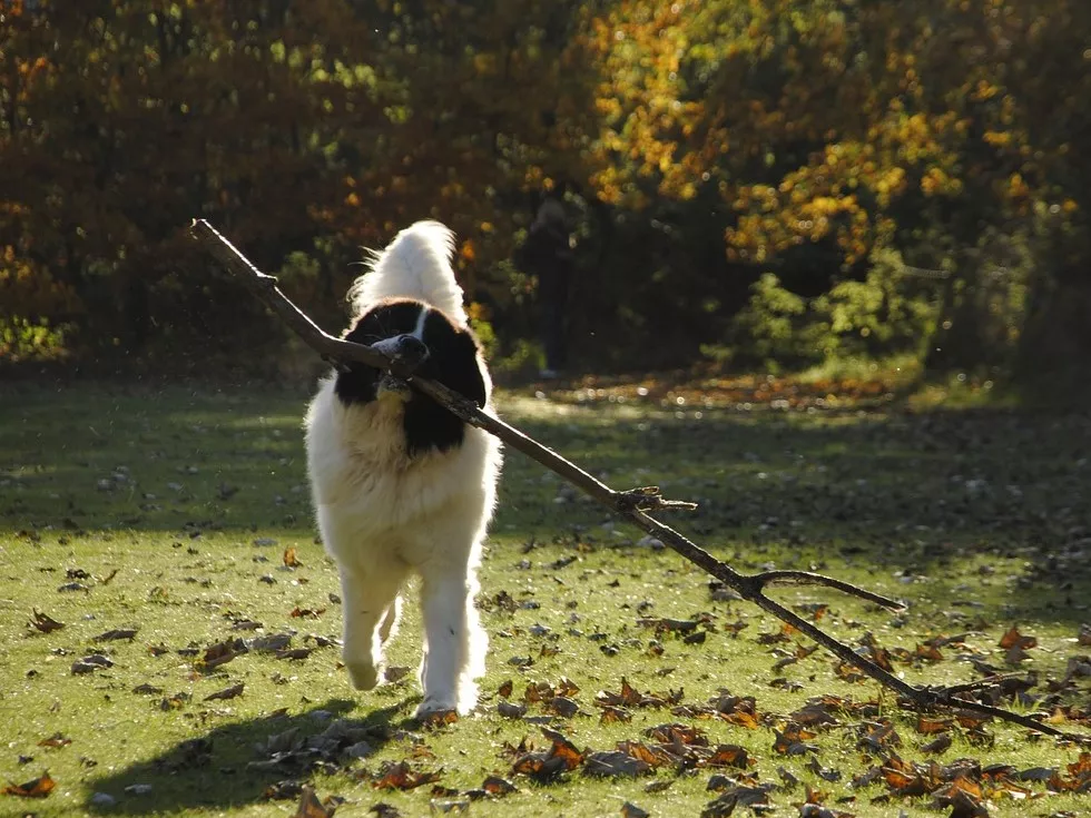 Landseer