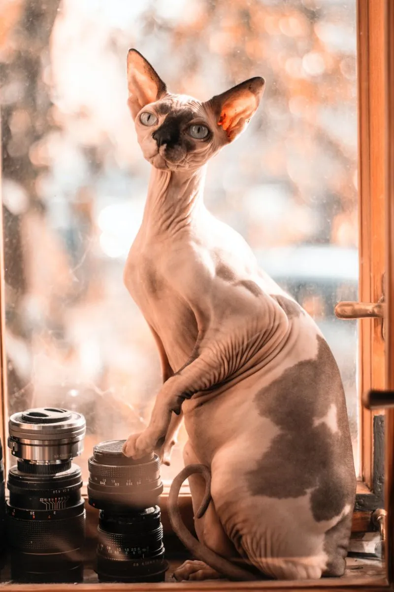 Sfinks
