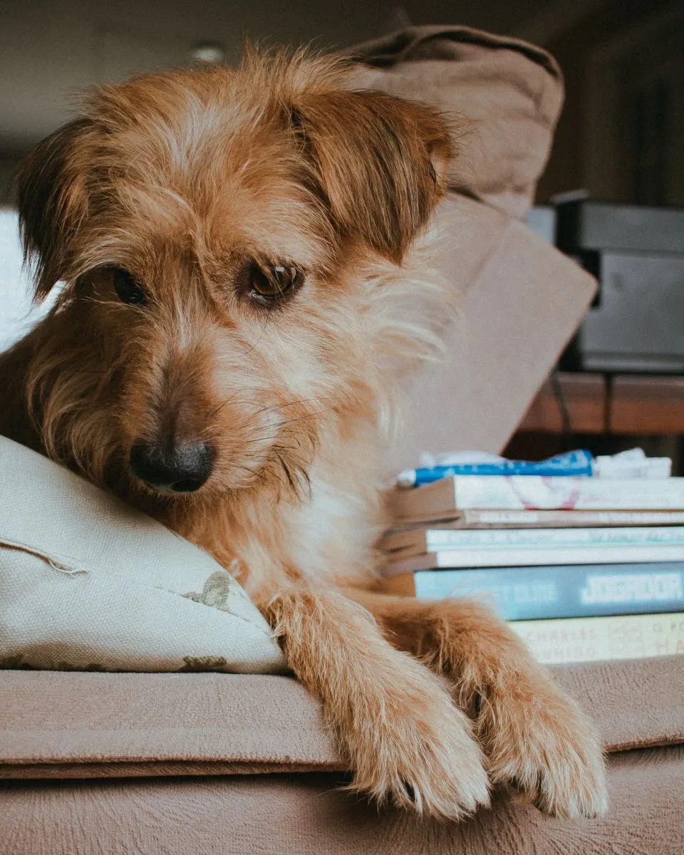 Szczeniak Norfolk Terrier