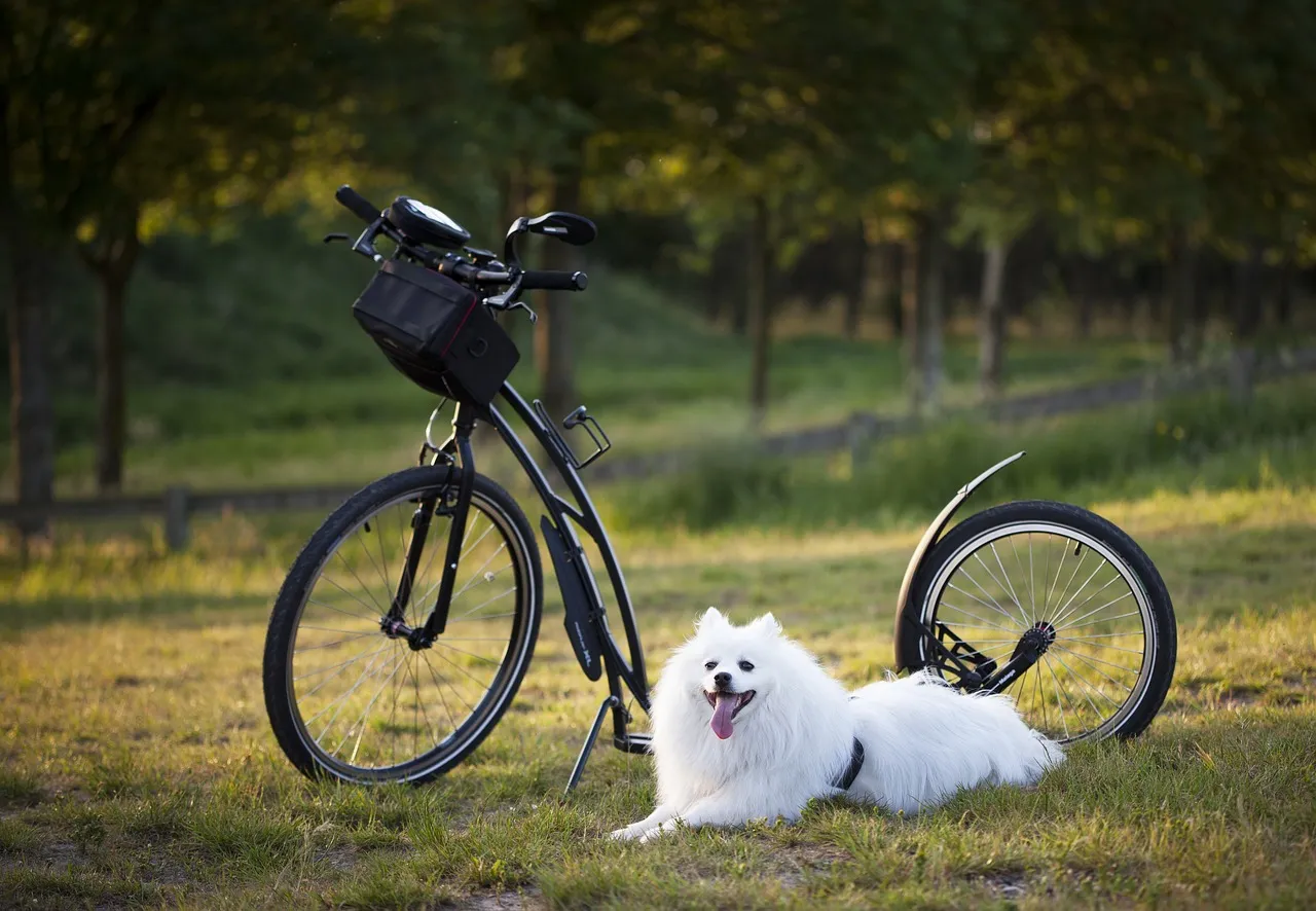 Rower z psem