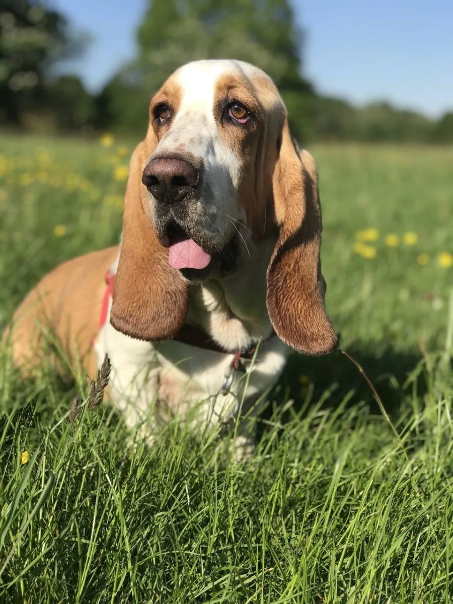 Basset Hound