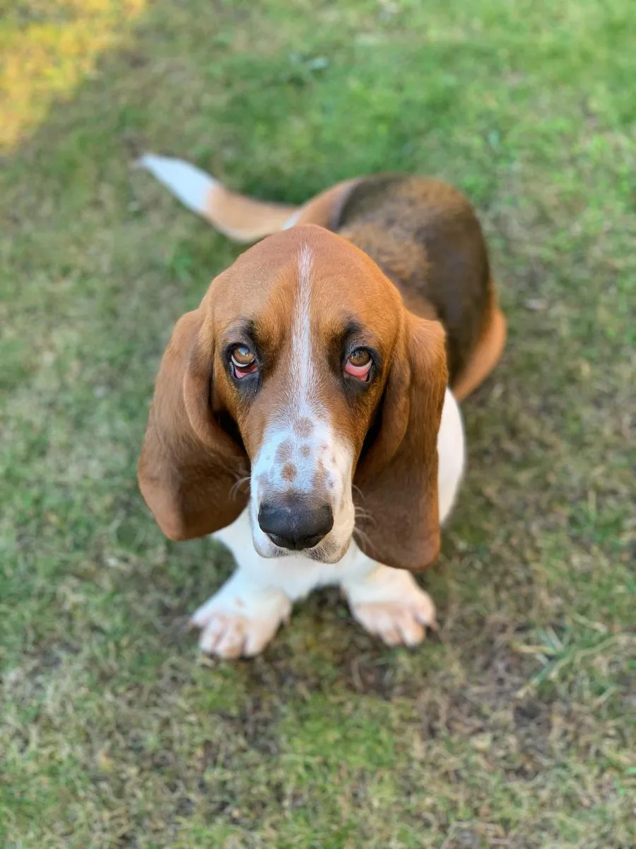 Basset Hound