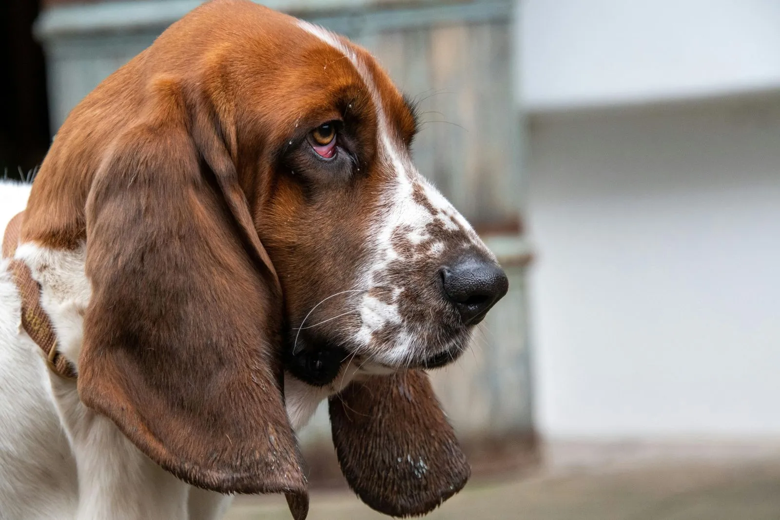 Basset Hound