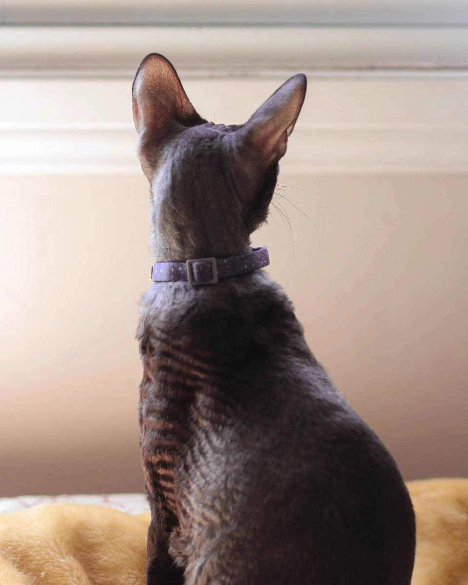 Cornish Rex